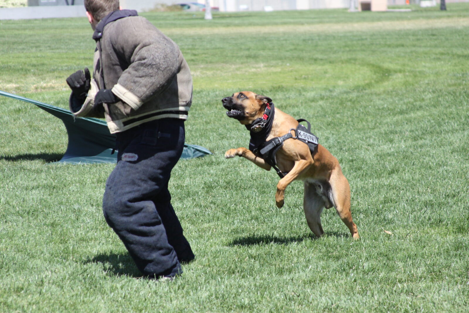 Training Your K9 Club K9 