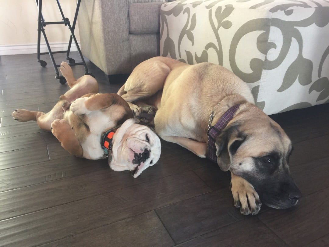 Club K9 Off Leash Dog Training Las Vegas, Nevada