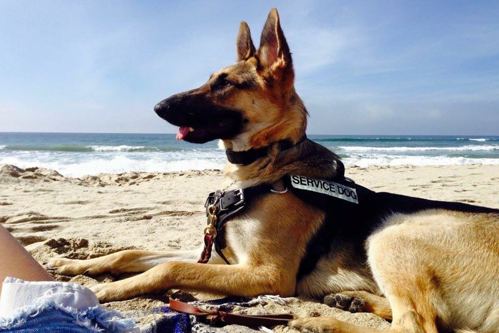 Club K9 Services Las Vegas | Service Dogs | Dog Training