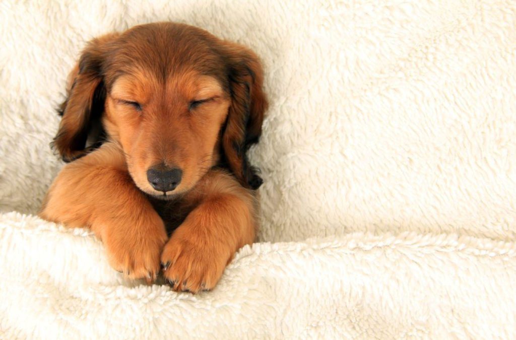 Daycare Doggie Daycare Las Vegas, NV