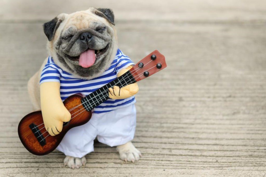 Daycare Doggie Daycare Las Vegas, NV