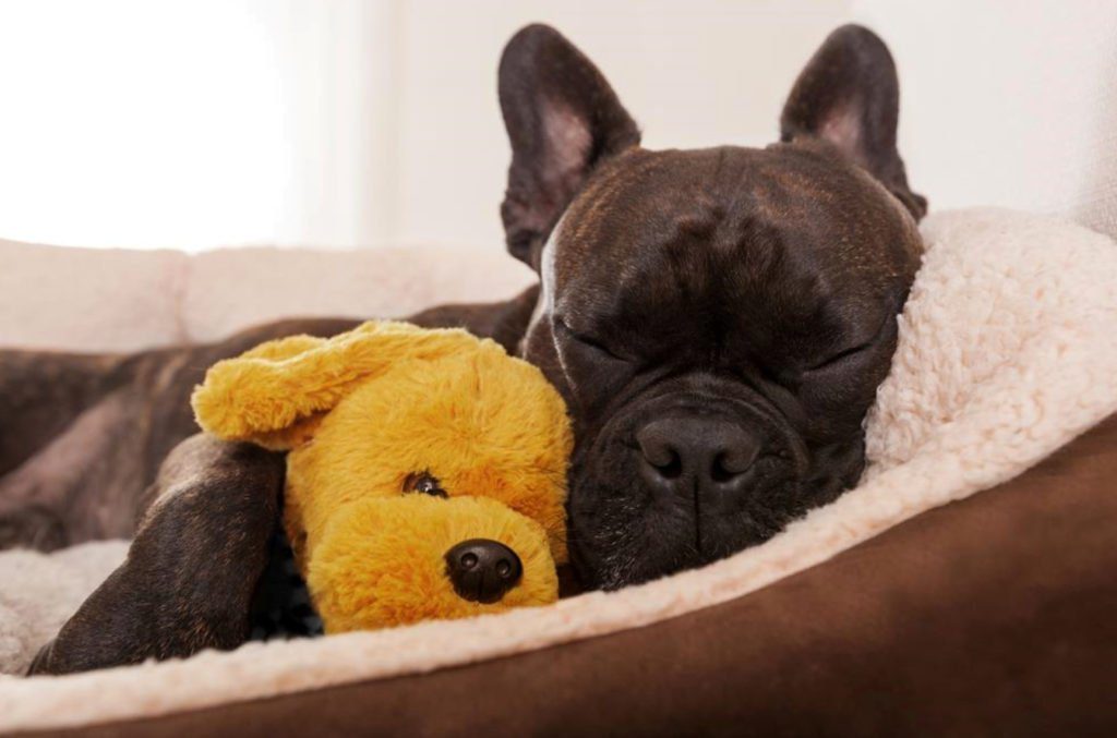 puppy dog sleeping in a bed