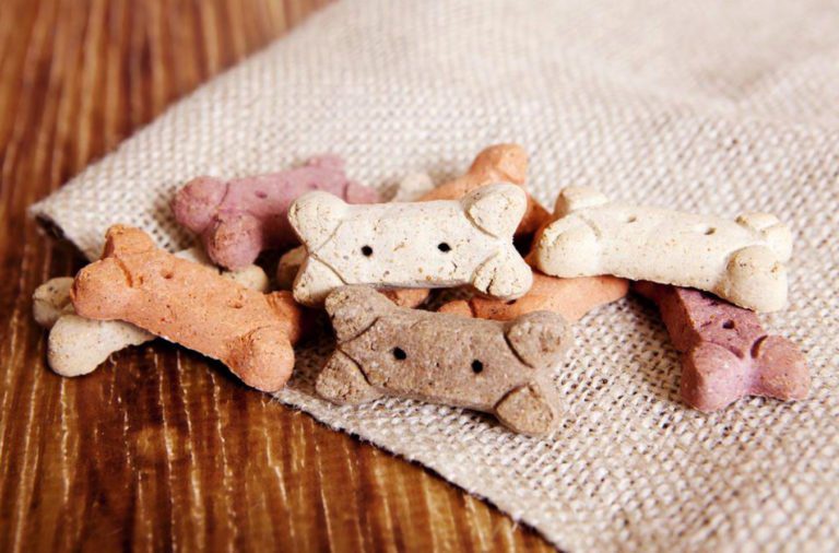 Daycare Doggie Daycare Las Vegas, NV