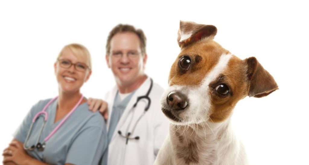 Daycare Doggie Daycare Las Vegas, NV