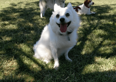 Training Programs Landing Page 8-18 - Club K9