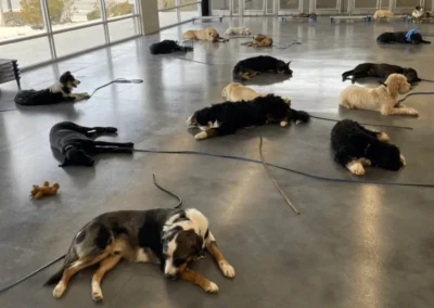 Training Programs Landing Page 8-18 - Club K9