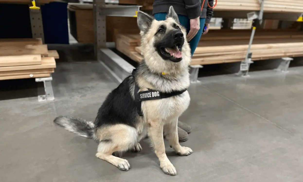 Training Programs Landing Page 8-18 - Club K9