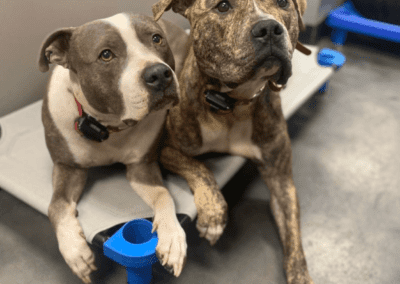 Training Programs Landing Page 8-18 - Club K9
