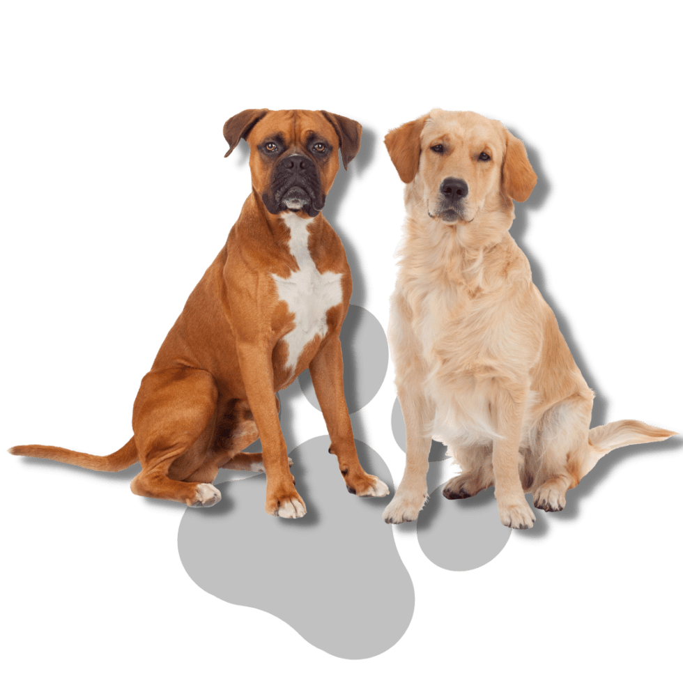 Club K9 Las Vegas Premier K9 Care Facility Dog Boarding Dog