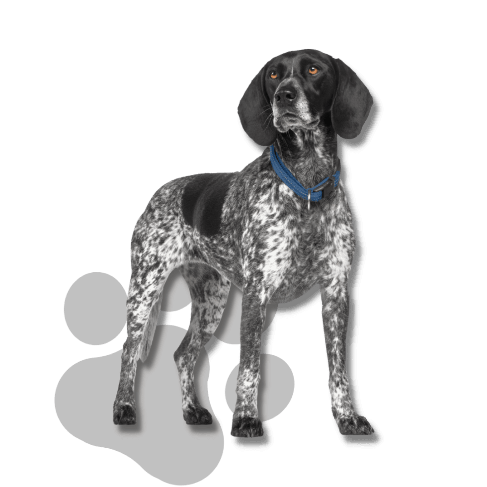 Club K9 Las Vegas Premier K9 Care Facility Dog Boarding Dog