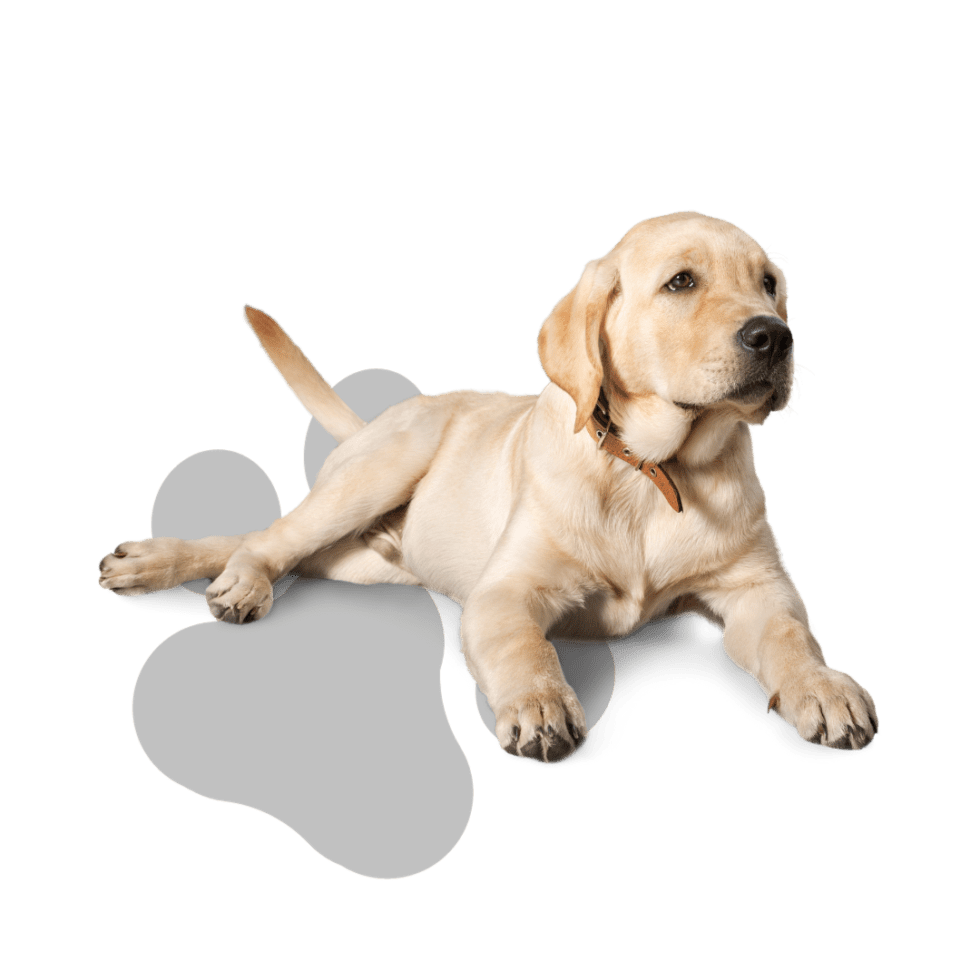 Club K9 Las Vegas Premier K9 Care Facility Dog Boarding Dog Kennel Dog Training Pet