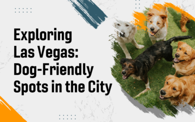 Exploring Las Vegas: Dog-Friendly Spots in the City