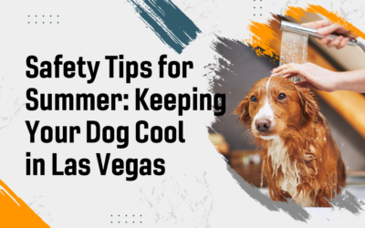 Safety Tips for Summer: Keeping Your Dog Cool in Las Vegas
