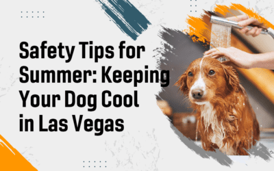 Safety Tips for Summer: Keeping Your Dog Cool in Las Vegas