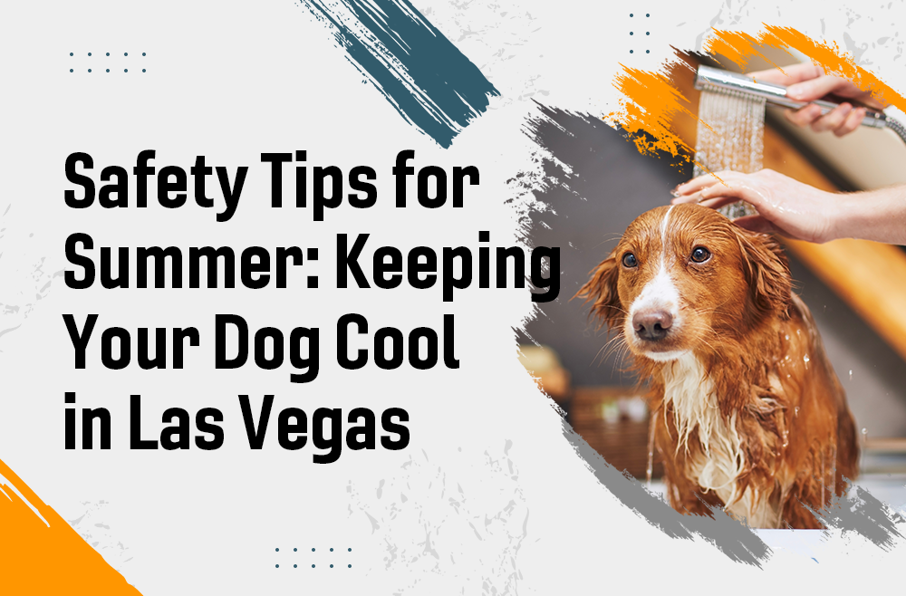 Summer Dog Cool in Las Vegas