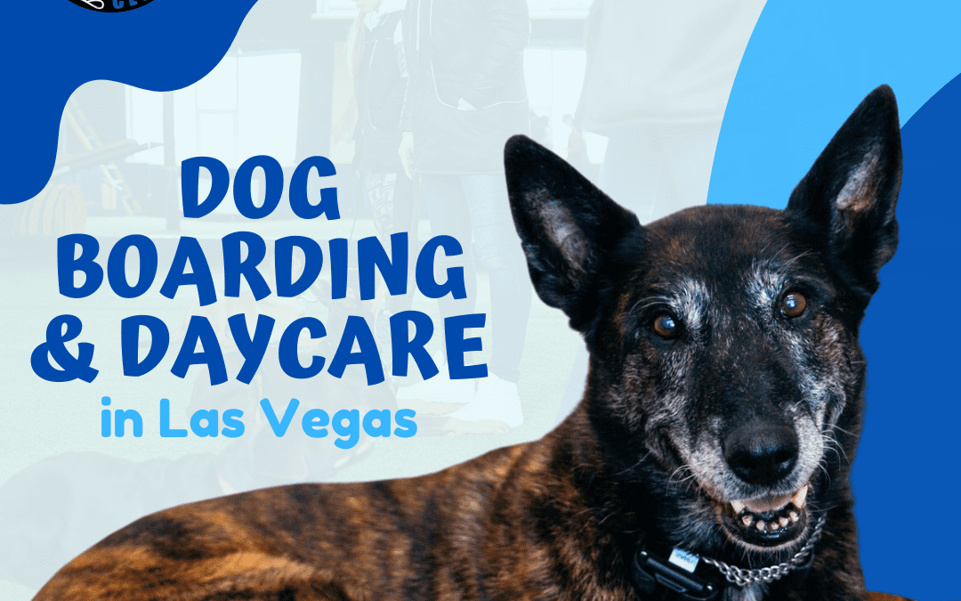 Exploring Las Vegas DogFriendly Spots in the City Club K9