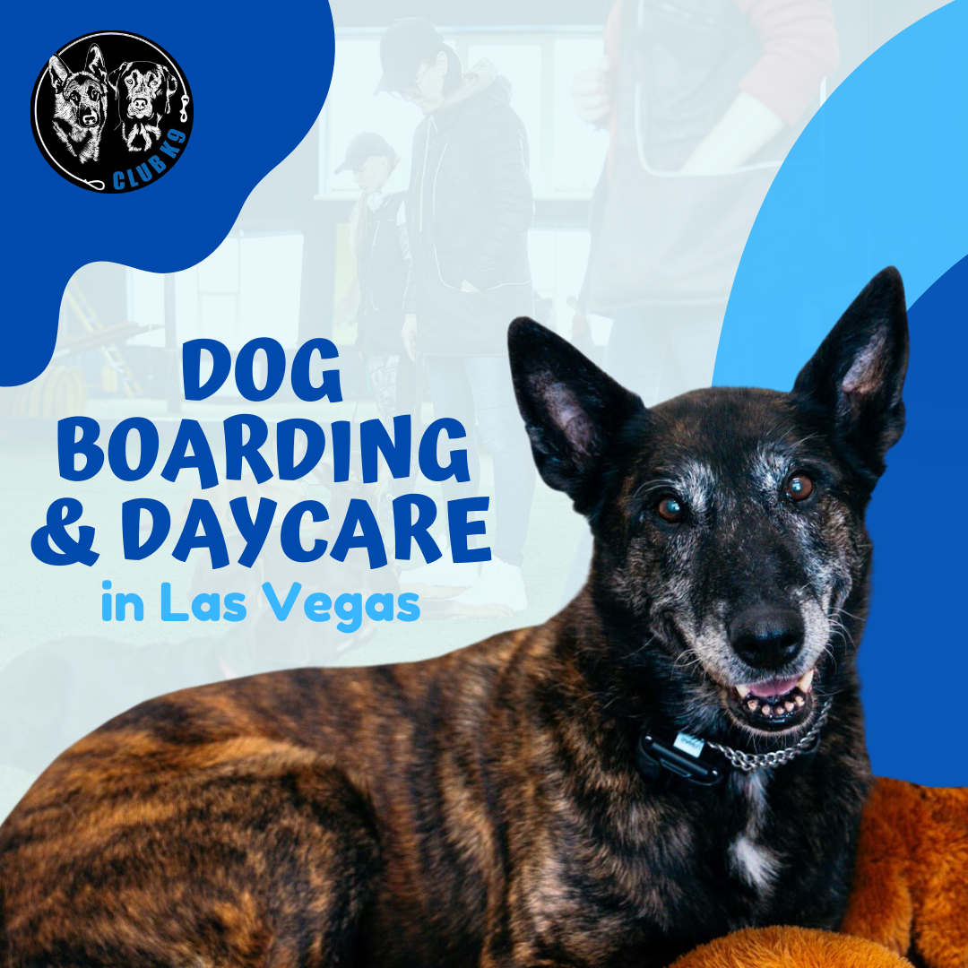 dog places in las Vegas