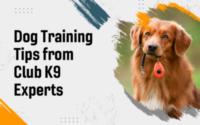 Dog Training Tips from Club K9 Experts