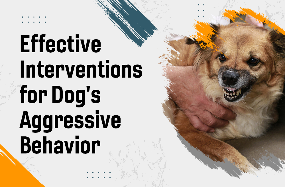 Effective Interventions for Dog’s Aggressive Behavior