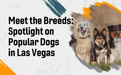 Meet the Breeds: Spotlight on Popular Dogs in Las Vegas