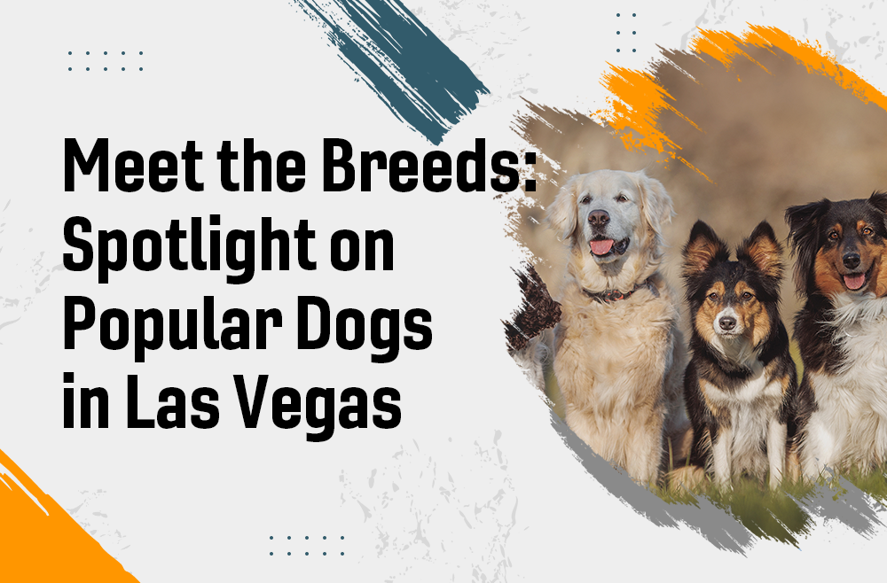 Meet the Breeds: Spotlight on Popular Dogs in Las Vegas