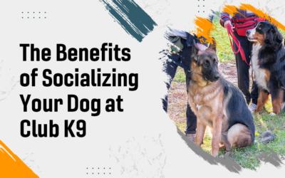 The Benefits of Socializing Your Dog at Club K9