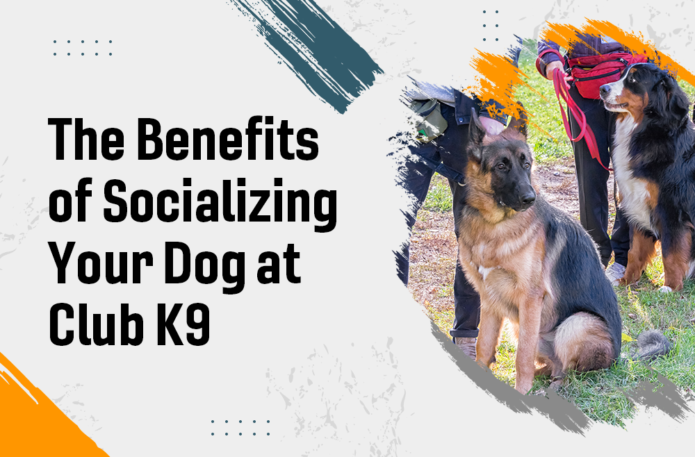 The Benefits of Socializing Your Dog at Club K9