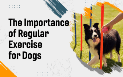 The Importance of Regular Exercise for Dogs