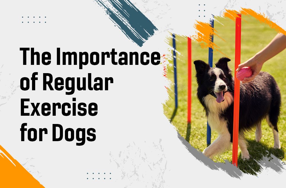 The Importance of Regular Exercise for Dogs