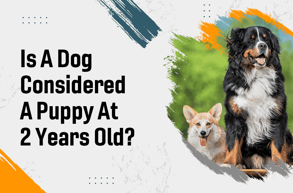 Is a Dog Considered a Puppy at 2 years Old?