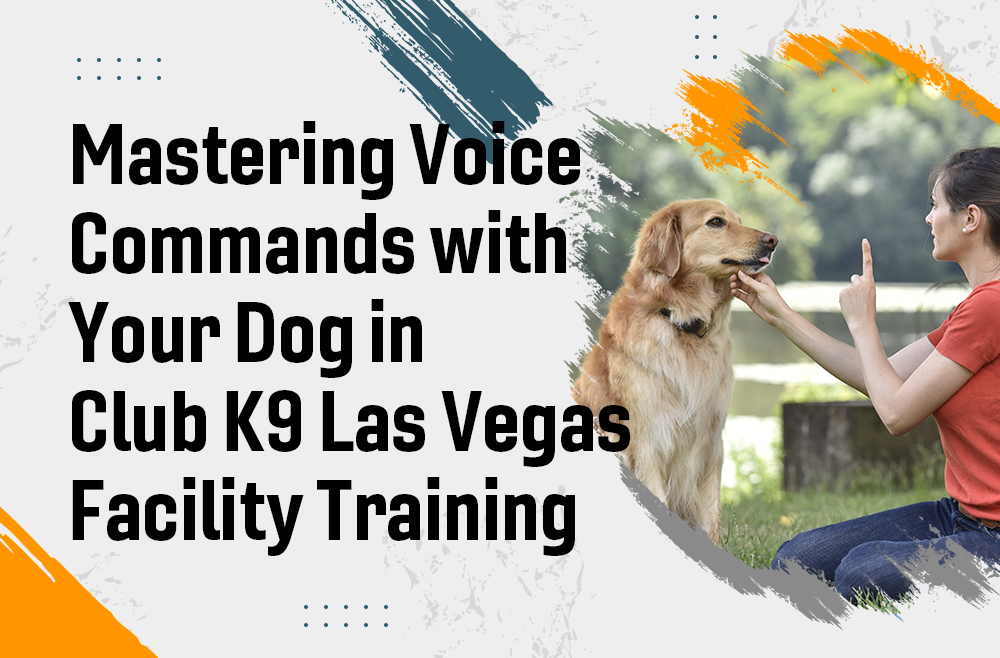 Mastering Voice Commands with Your Dog in Club K9 Las Vegas Facility Training