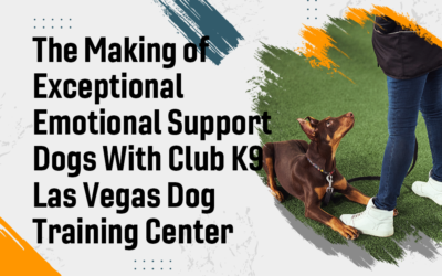 The Making of Exceptional Emotional Support Dogs With Club K9 Las Vegas Dog Training Center