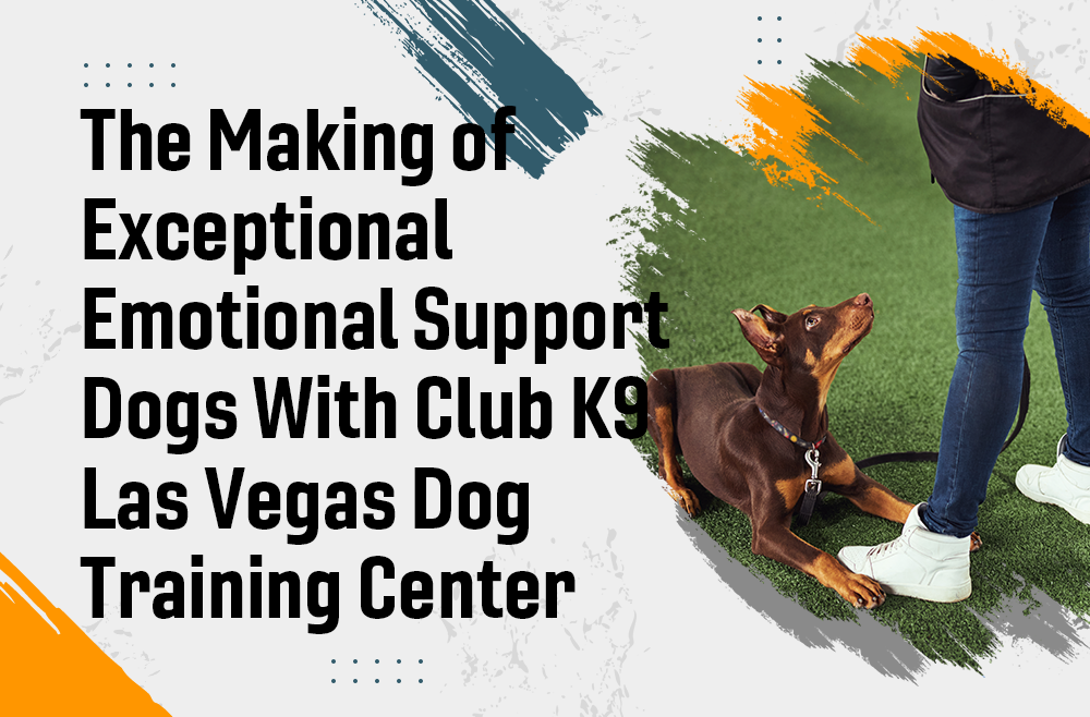 The Making of Exceptional Emotional Support Dogs With Club K9 Las Vegas Dog Training Center