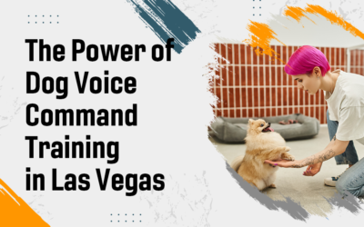 The Power of Dog Voice Command Training in Las Vegas