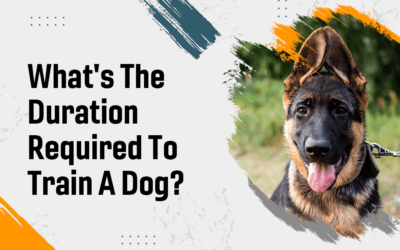 What’s the Duration Required to Train a Dog?
