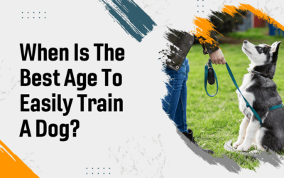 When is the Best Age to Easily Train a Dog?