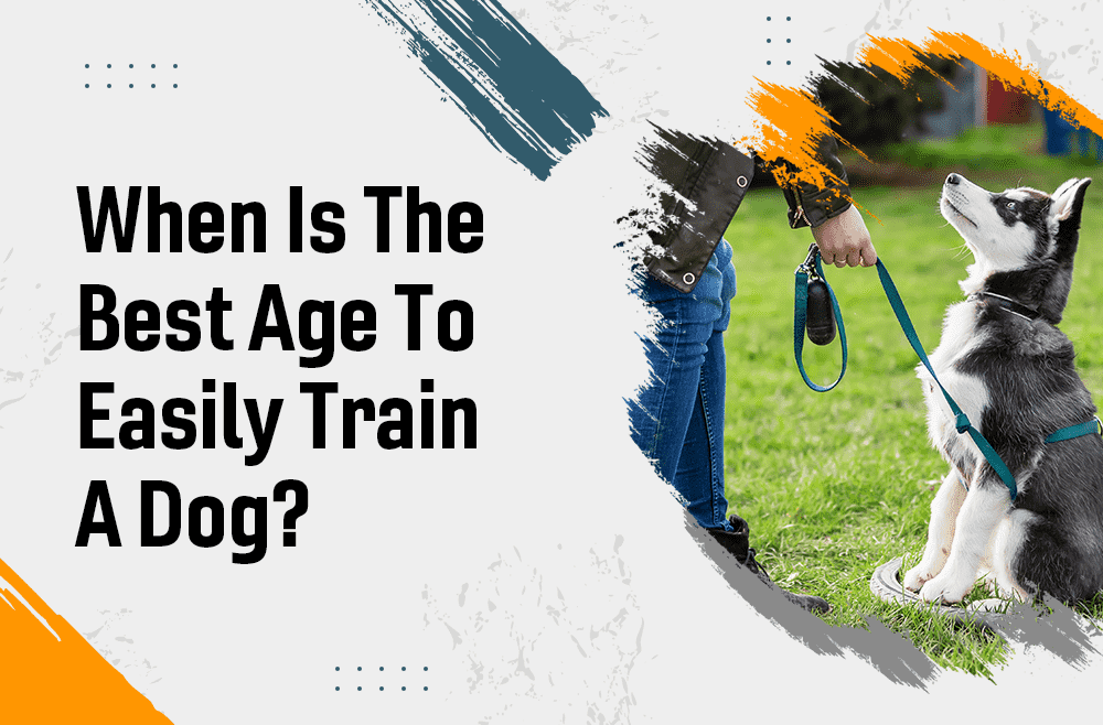 When is the best age to easily train a dog