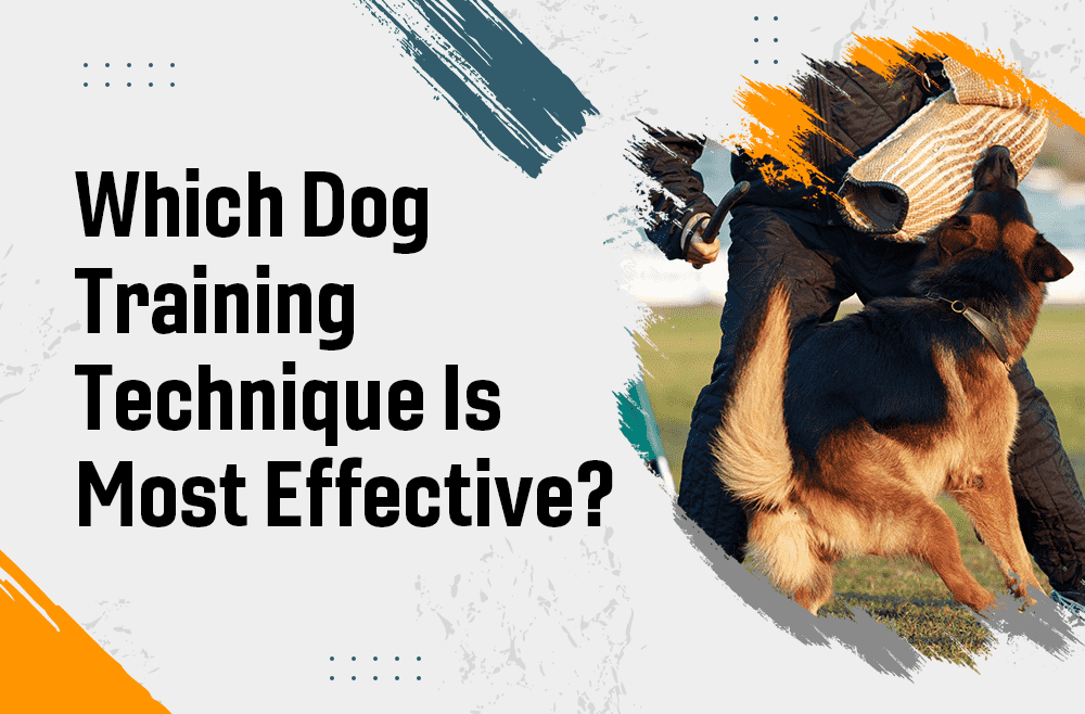 Which dog training technique is most effective?