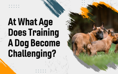 At What Age Does Training a Dog Become Challenging?