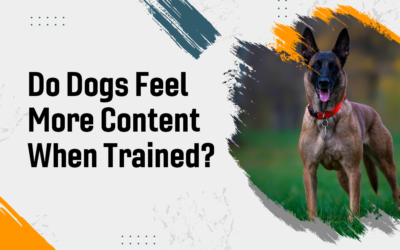Do Dogs Feel More Content When Trained?