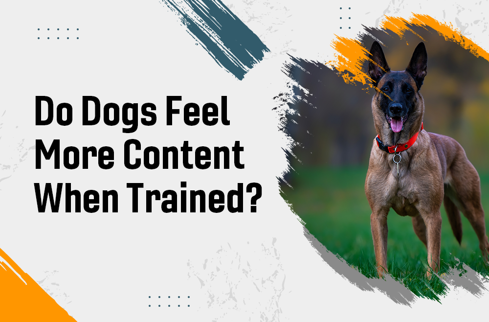 Do Dogs Feel More Content When Trained?