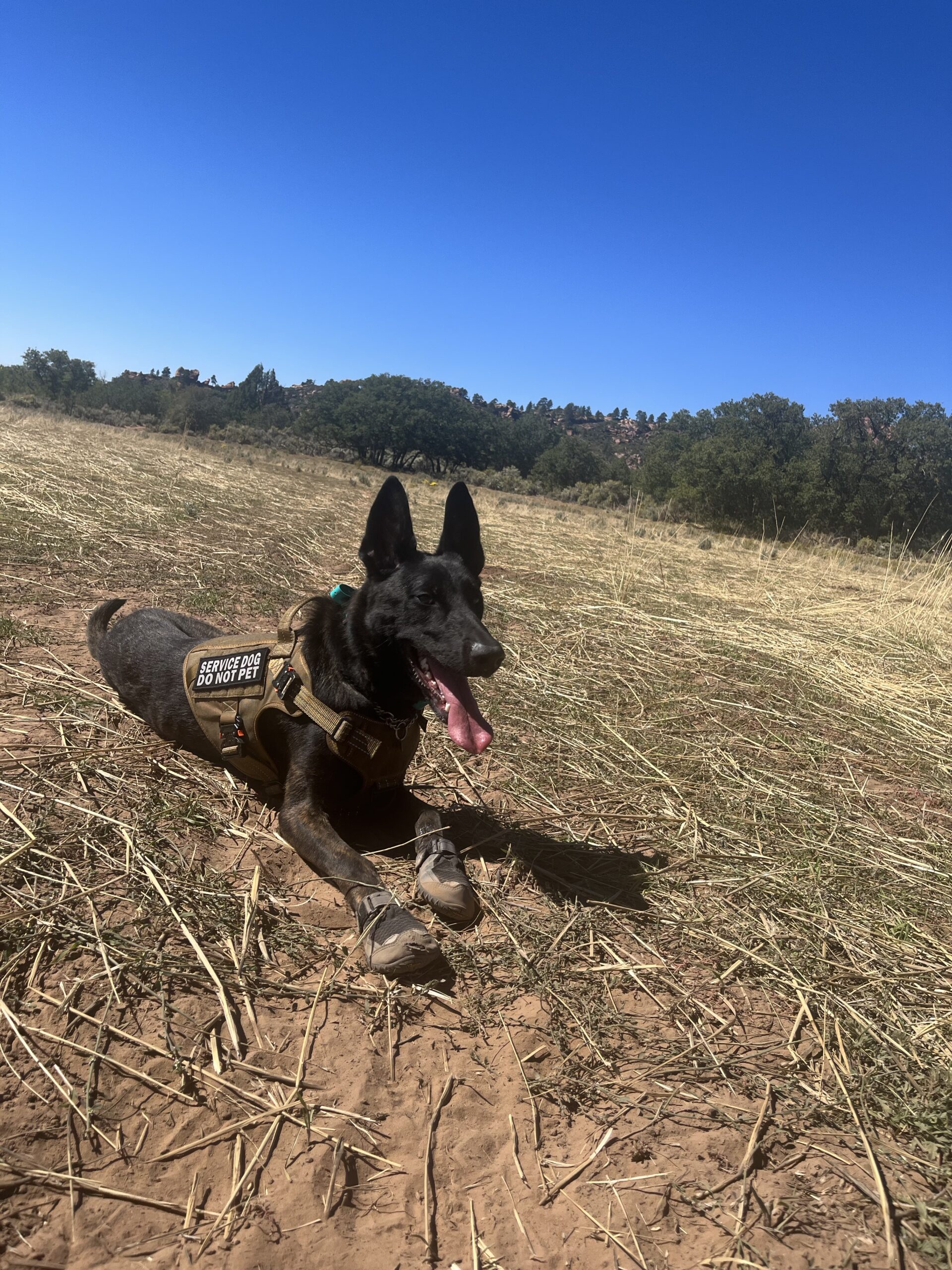 Transform Your Dog’s Behavior - Club K9