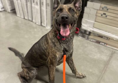 Training Programs Landing Page 8-18 - Club K9