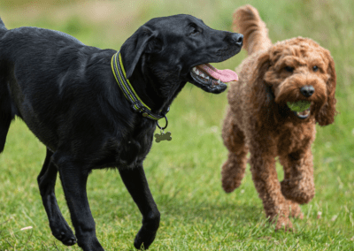 Training Programs Landing Page 8-18 - Club K9