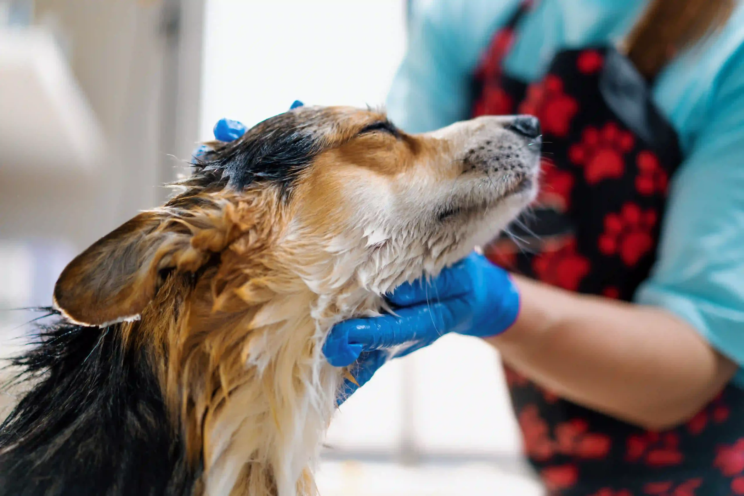 a-groomer-washes-a-corgi-dog-in-the-bathroom-with-2024-12-04-20-33-37-utc A groomer giving a dog a bath
