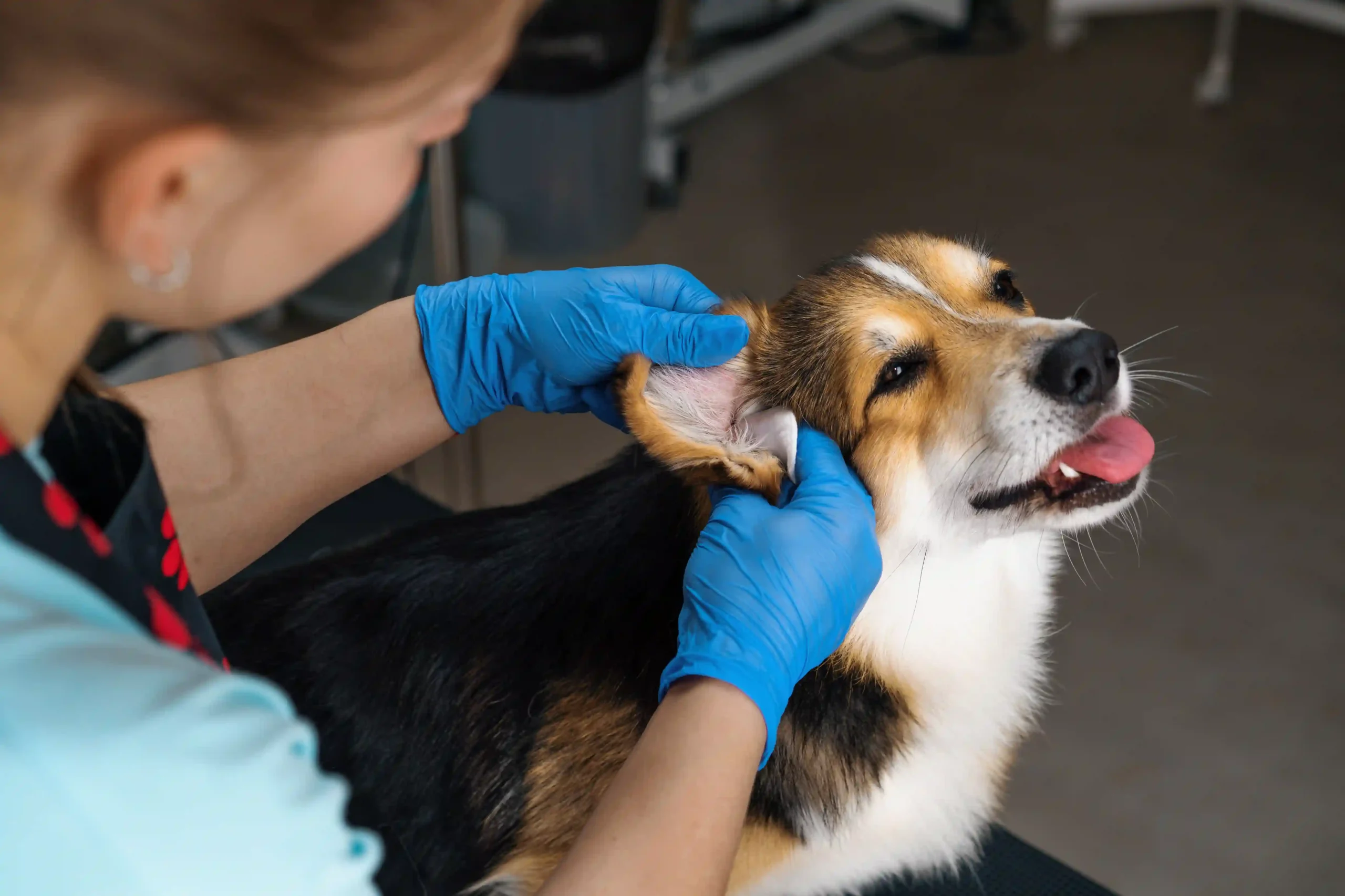 Small dog getting its ears cleaned
