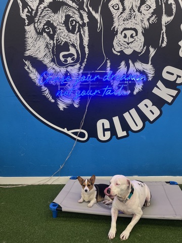 About Us - Club K9