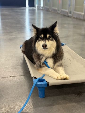 Dog Training Programs - Club K9 Dog Training Programs - Club K9