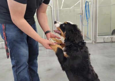 Dog Training Programs - Club K9 Dog Training Programs - Club K9