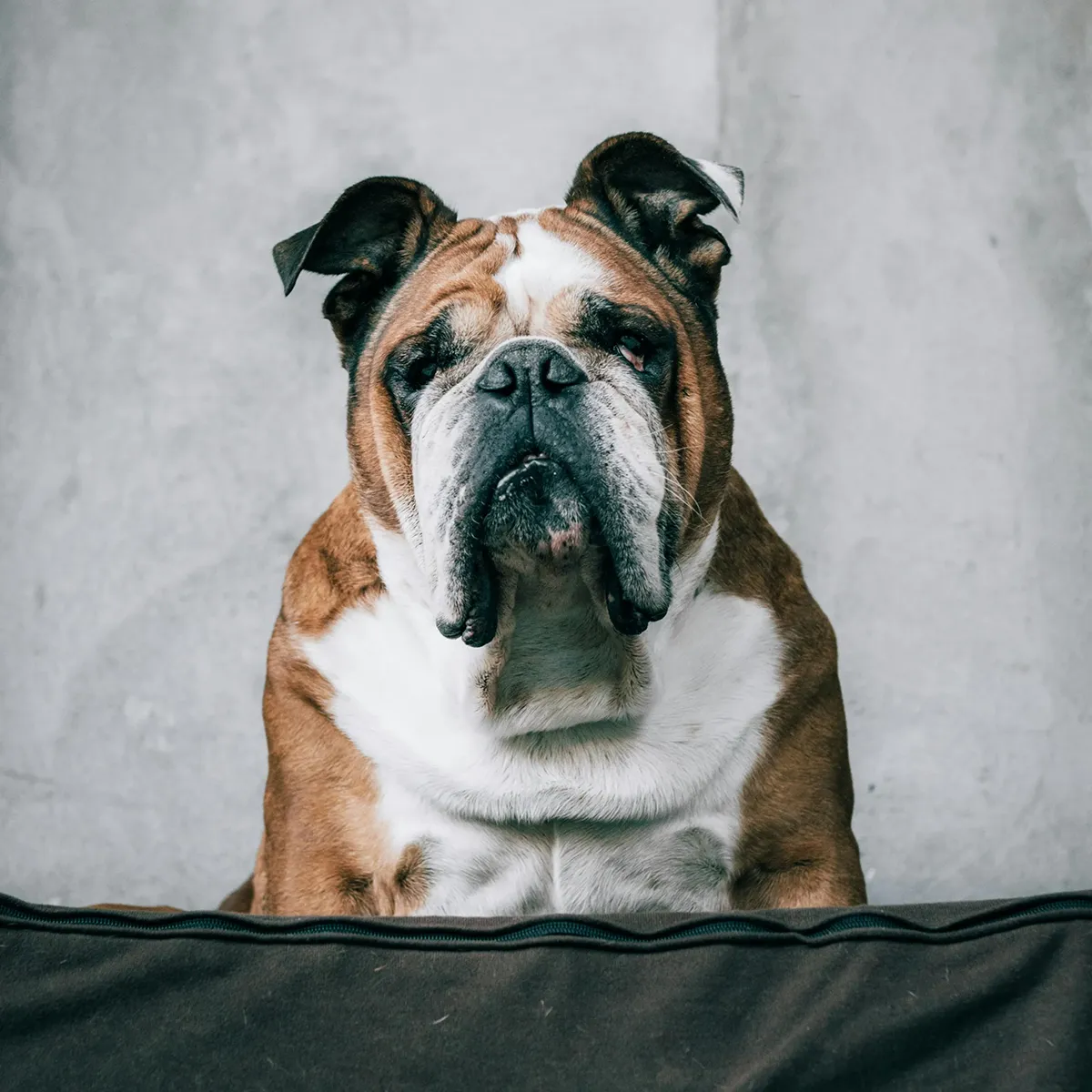 Pricing - Club K9 Pricing - Club K9